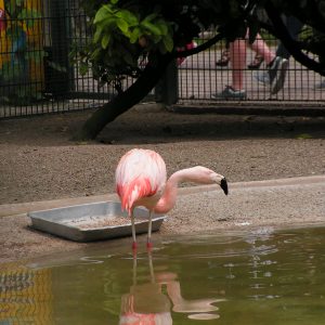 le majestueux flamant rose