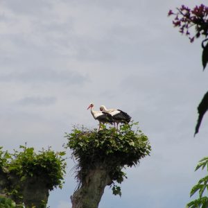 nos traditionnelles cigognes
