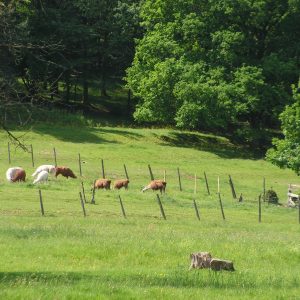 les lamas