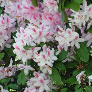 la beauté florale