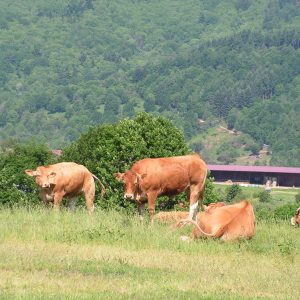 les vaches de la vallée