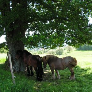 nos amis chevaux