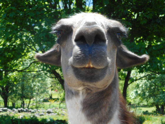 JOURNEE DE PRINTEMPS            2 JUIN 2019