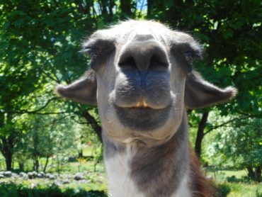 JOURNEE DE PRINTEMPS            2 JUIN 2019